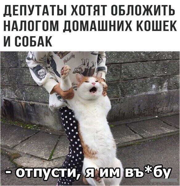 депутдты хотят овложить ндлогом домдшних кошек и совдк