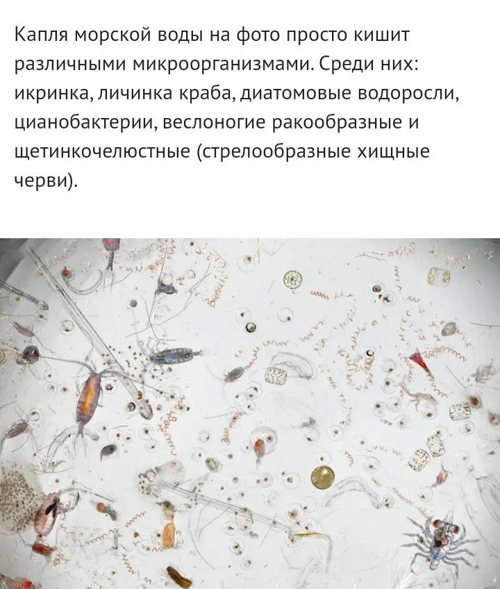 Капля морской воды на фото просто кишит различными микроорганизмамиСреди них икринкаличинка крабадиатомовые водоросли цианобактерии веслоногие ракообразные и щетинкочепюсгные стрепообразные хищные черви