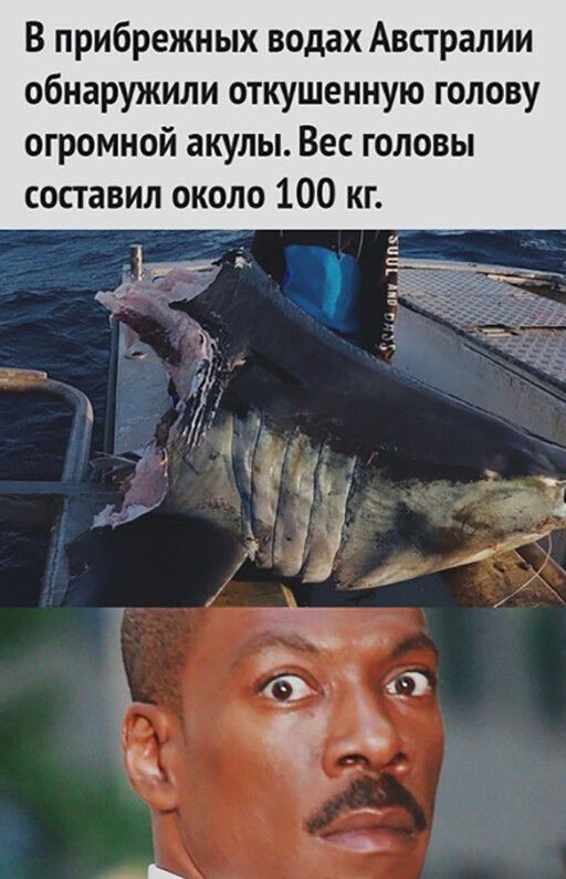 В прибрежных водах Австралии обнаружили откушенную голову огромной акулы Вес головы составил около 100 кг