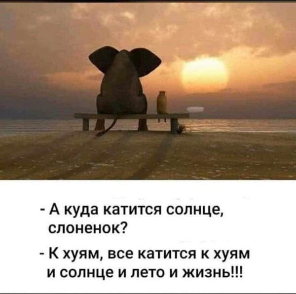 А куда катится солнце слоненок К хуям все катится к хуям и солнце и лето и жизнь