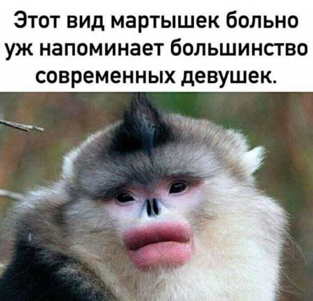 Этот вид мартышек больно уж напоминает большинство современных девушек