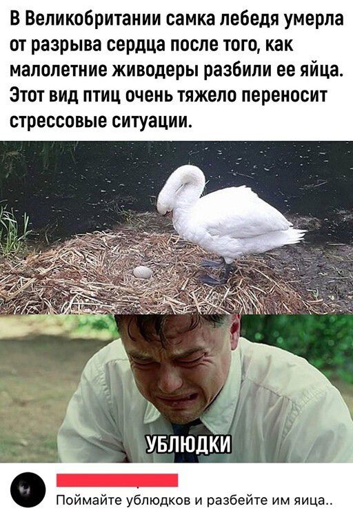 В Великобритании самка лебедя умерла от разрыва сердца после того как малолетние живодеры разбили ее яйца Этот вид птиц очень тяжело переносит стрессовые ситуации Поймайте ублюдков и разбейте им яйца