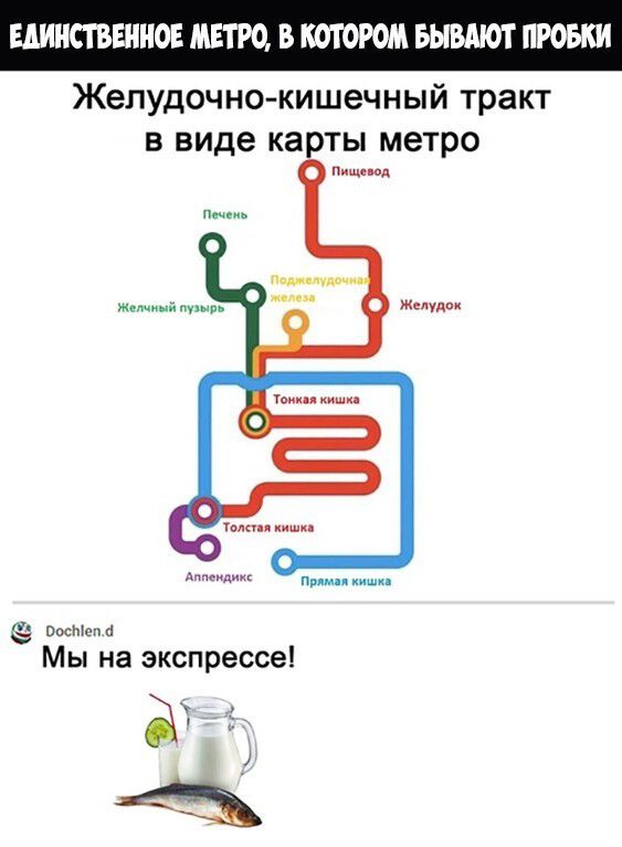 ЕДИНСТВЕННО МЕТРО В КОТОРОМ БЫВАЮТ ПРОБКИ Желудочно кишечный тракт в виде карты метро ниш ов мд желудок и Аим щим пр г поспи п 4 Мы на экспрессе