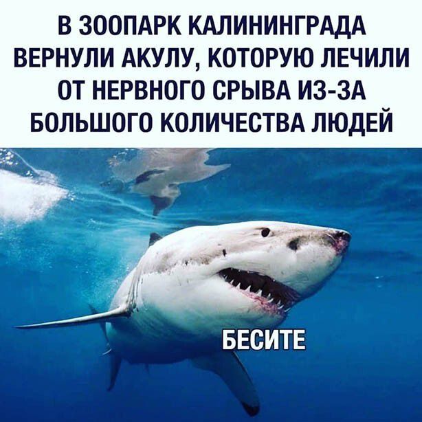 В ЗООПАРК КАЛИНИНГРАДА ВЕРНУЛИ АКУЛУ КОТОРУЮ ЛЕЧИЛИ ОТ НЕРВНОГО ОРЫВА ИЗ ЗА БОЛЬШОГО КОЛИЧЕСТВА ЛЮДЕЙ БЕСИТЕ