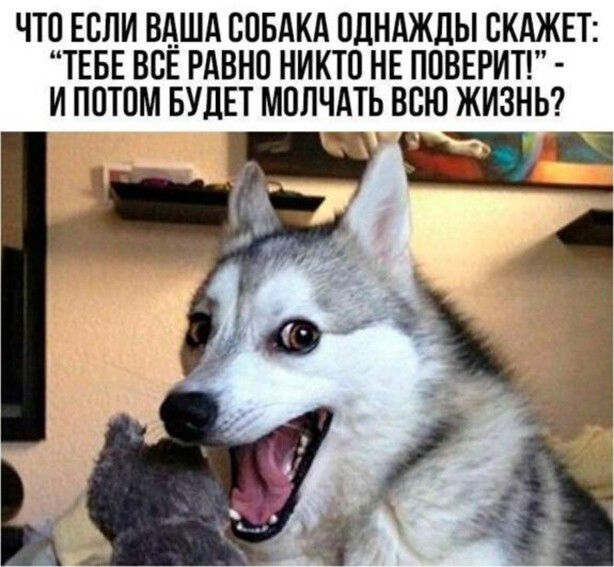 ЧТО ЕОЛИ ВАША СОБАКА ОДНАЖДЫ ОКАЖЕТ ТЕБЕ ВСЕ РАВНО НИКТО НЕ ПОВЕРИТ И ПОТОМ БУДЕТ МОЛЧАТЬ ВОЮ ЖИЗНЬ Ш