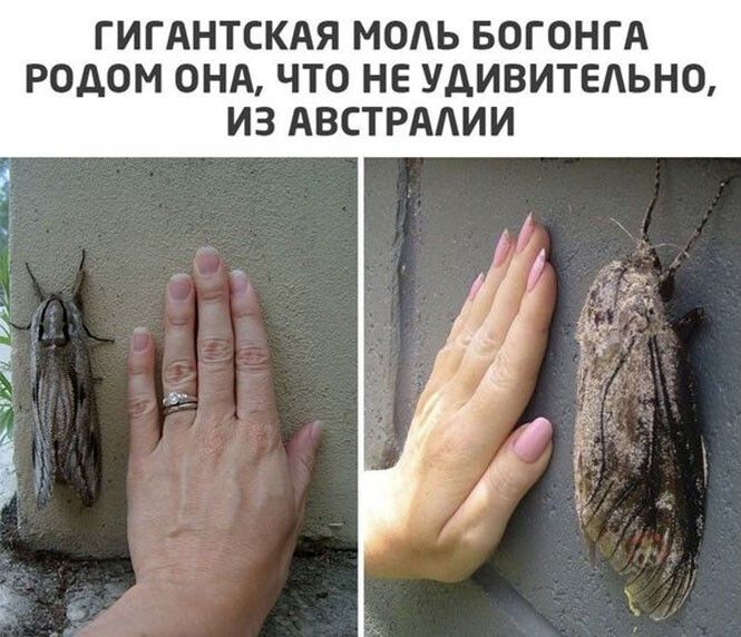 ГИГАНТСКАЯ МОАЬ БОГОНГА РОДОМ ОНА ЧТО НЕ УДИВИТЕАЬНО ИЗ АВСТРААИИ