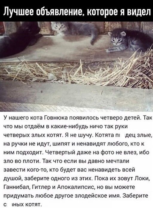 ЛУЧШЕЕ ООЪЯВЛЕНИЕ КОТОРОЕ Я ВИДЕЛ тфь У нашего кота Говнкжа появилось четверо детей Так что мы отдаём в какие нибудь ничо так руки четверых злых котят Я не шучу Котята пл дец злые на ручки не идут шипят и ненавидят любого кто к ним подходит Четвертый даже на фото не влез ибо ЭПО БО ПЛОТИ ТЭК ЧТО ЕСЛИ ВЫ давно мечтали завести когото кто будет его ненавидеть всей душой заберите одного из этих Пока и
