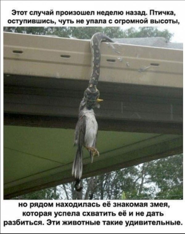 Эт случай произошел неделю назад Птичка ОСТУПИВШИСЬ ЧУТЬ В УПШД огромной ВЫСОТЫ и Н РЯДОМ находилась Её знакомая змея которая успела СХВЯТИГЬ 06 И О ПЯТЬ разбиться Эти ЖИВОТНЫ такие УДИВИТОЛЬМЫ