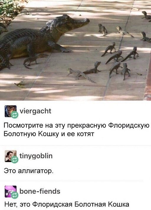 в іегваст Посмотрите на эту прекрасную Фпоридскую Бопотную Кошку и ее котят ЦпуцоЫіп Это аллигатор Ьопе ііетіз Нет это Флоридская Болотная Кошка