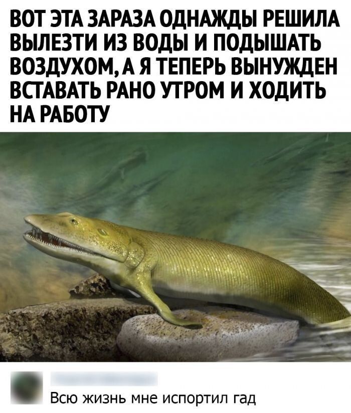ВОТ ЭТА ЗАРАЗА ОДНАЖДЫ РЕШИЛА ВЫЛЕЗТИ ИЗ ВОДЫ И ПОДЫШАТЬ ВОЗДУХОМА Я ТЕПЕРЬ ВЫНУЖДЕН ВСГАВАТЬ РАНО УТРОМ И ХОДИТЬ НА РАБОТУ мук ___ ВСЮ ЖИЗНЬ МНЕ испортил гад