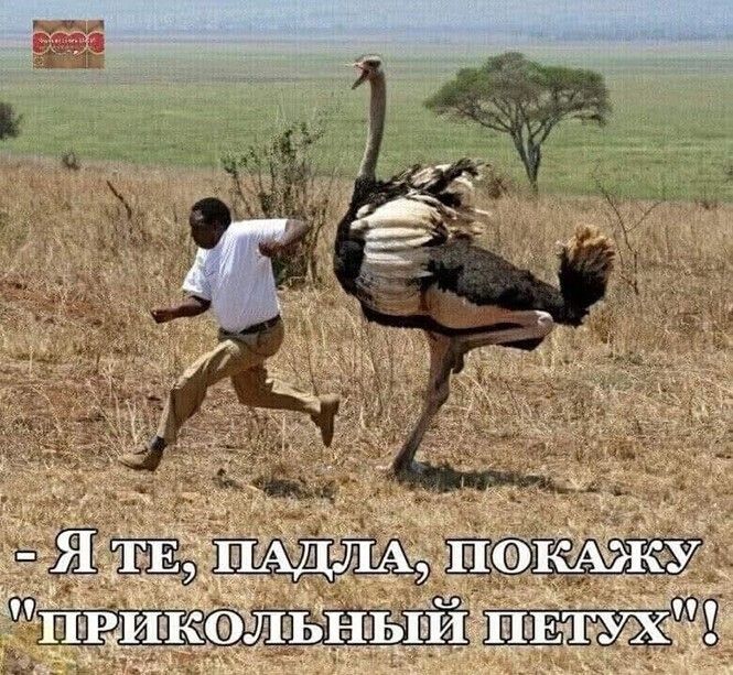 ьШщпш лшдщМ понд ЙШОЁ