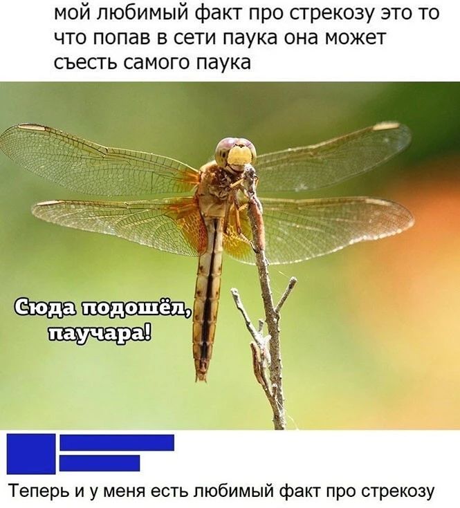 мой любимый факт про стрекозу это то что попав в сети паука она может съесть самого паука Теперь и у меня есть любимый факт про стрекозу