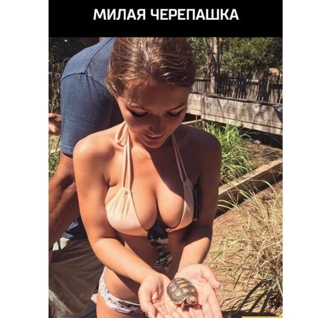 МИЛАЯ ЧЕРЕПАШКА