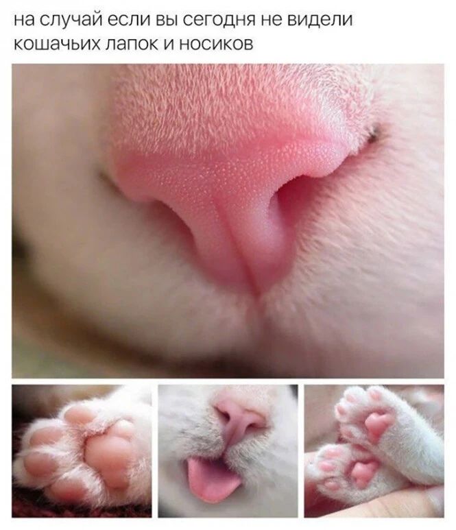 на СПУЧЭЙ если ВЫ СЕГОДНЯ не видели КОШЭЧЬИХ лапок И НОСИКОВ