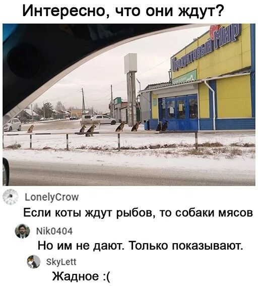 Интересно что они ждут _опеіуСгош Если коты ждут рыбов то собаки мясов 1о404 Но им не дают Только показывают 6 Экуъеп Жадное