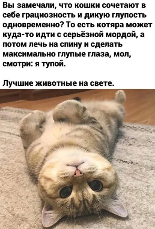 Вы замечали, что кошки сочетают в себе грациозность и дикую глупость одновременно? То есть котяра может кудато идти с серьёзной мордой, а потом лечь на спину и сделать максимально глупые глаза, мол, смотри: я тупой. Лучшие животные на свете.