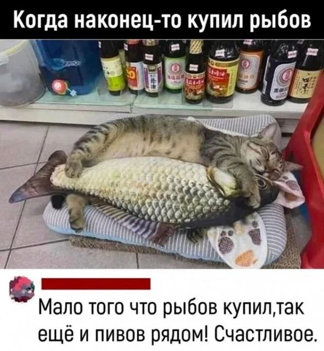 Когда наконец то купил рыбов Мало того что рыбов купиптак ещё и пивов рядом Счастливое