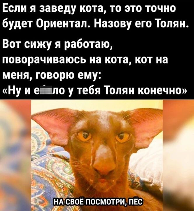 Если я заведу кота то это точно будет Ориентал Назову его Толян Вот сижу я работаю поворачивать на кота кот на меня говорю ему Ну и е ло у тебя Толян конечно
