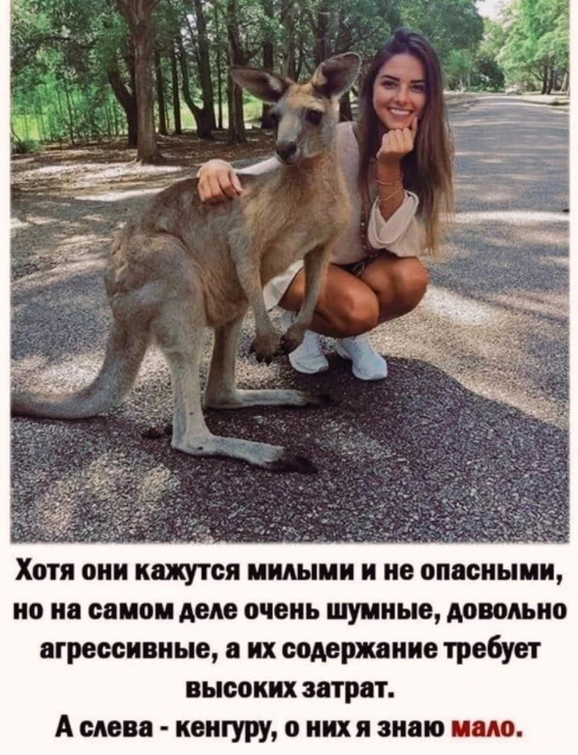 Хотя они ищутся пишим и не опасныии по и пион Аш очень шумные доцдыю вгроссиниью в их сшрпиио требует имееш итрят А сми кенгуру и иии апп