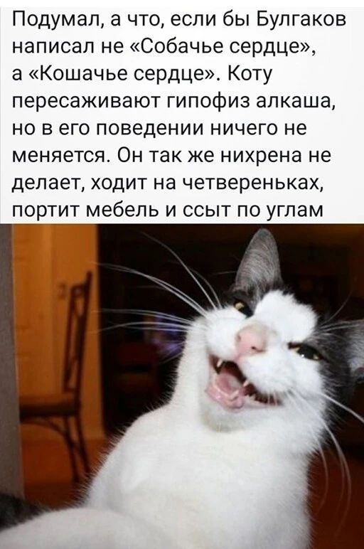 Подумал а что если бы Булгаков написал не Собачье сердцг а Кошачье сердце Коту пересаживают гипофиз алкаша но в его поведении ничего не меняется Он так же нихрена не делает ходит на четвереньках портит мебель и ссыт по углам
