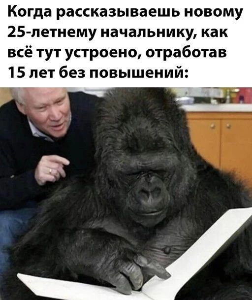 Когда рассказываешь новому 25 петнему начальнику как всё тут устроено отработав 15 лет без повышений