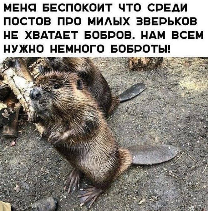 МЕНО БЕСПОКОИТ ЧТО СВЕАИ ПОСТОВ ПВО МИАЫХ ЗВЕРЬКОВ НЕ ХВАТАЕТ БОБРОВ НАМ ВСЕМ НУЖНО НЕМНОГО БОБВОТЫ _ _