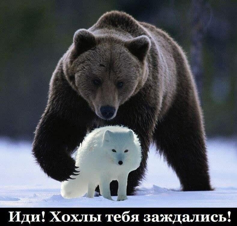 Иди Хохлы тебя заждались