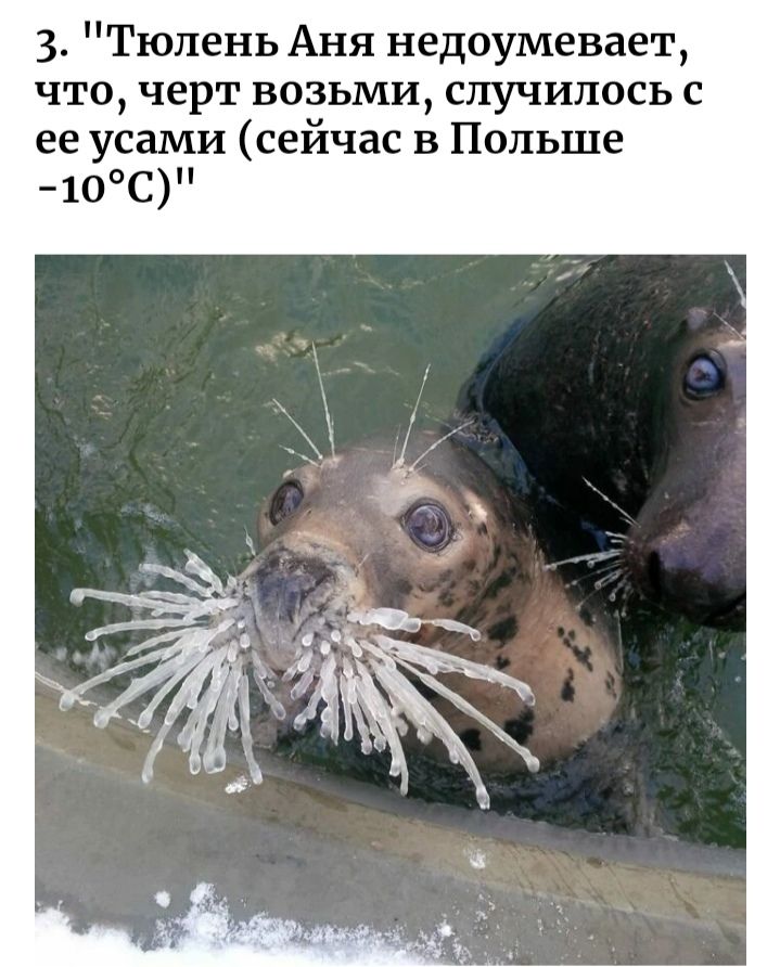 3 Тюлень Аня недоумевает что черт возьми случилось с ее усами сеичас в Польше 10С