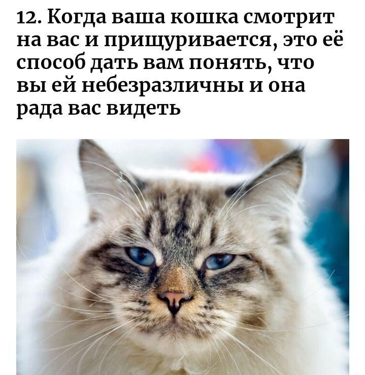 12 Когда ваша кошка смотрит на вас и прищуривается это её СПОСОб дать вам ПОНЯТЬ ЧТО ВЫ ей небезразличны И она рада ВВС ВИДЕТЬ