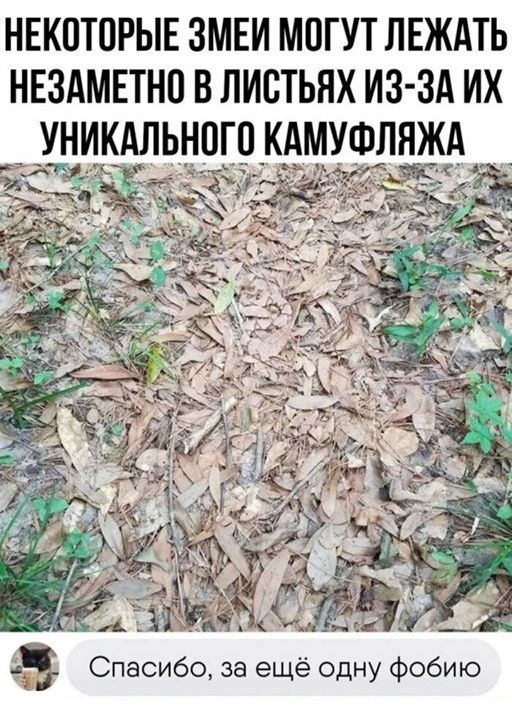 НЕКОТОРЫЕ ЗМЕИ МОГУТ ЛЕЖАТЬ НЕЗАМЕТНО В ЛИОТЬЯХ ИЗ ЗА ИХ УНИКАЛЬНОГО _КАМУФЛЯЖА _ на Спасибо за ещё одну фобию