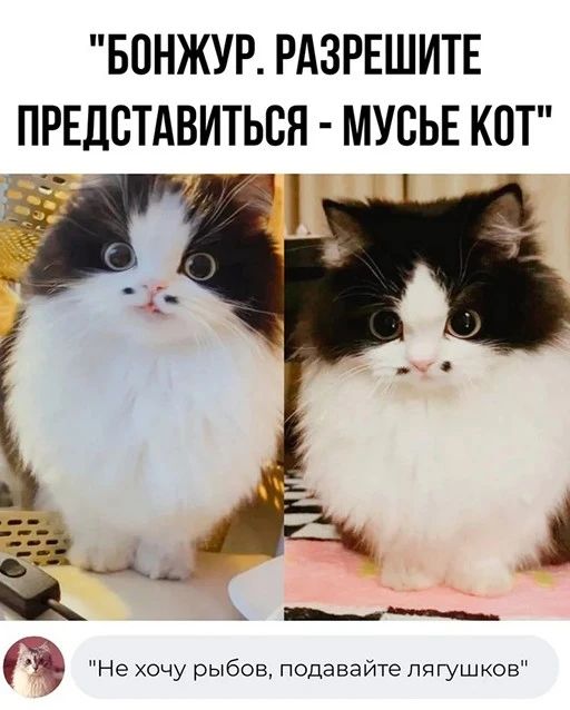 БПНЖУР РАЗРЕШИТЕ ПРЕДСТАВИТЬВЯ МУВЬЕ КОТ НЕ хочу рыбов Подавайте пягушков