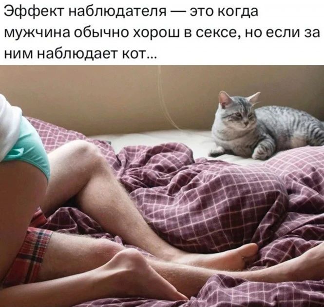 Эффект наблюдателя это когда мужчина обычно хорош в сексе но если за ним наблюдает кот