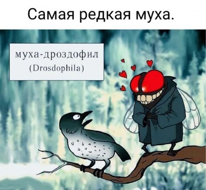 Самая редкая муха 1 уциифнд ЛиыЬшНПн