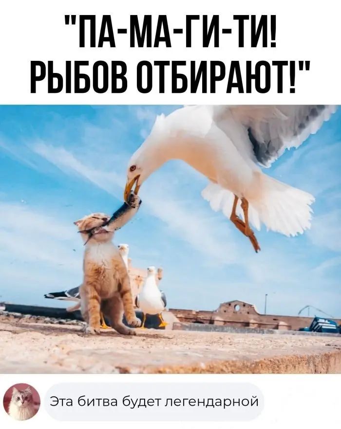 ПА МА ГИ ТИ РЫБПВ ОТБИРАЮТ