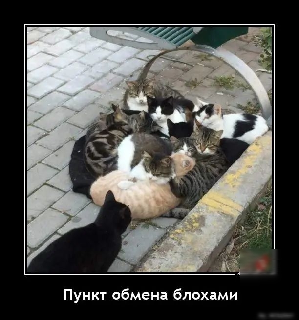 Пун кт обмена блохами