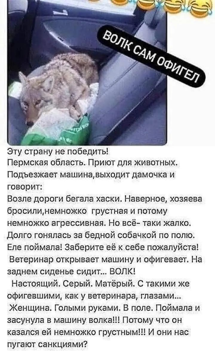 Эту страну не победить Пермская область Приют для животных Подъезжает машиназыходит дамочка и говорит Возле дороги бегала хаски Наверное хозяева бросилинемножко грустная и потому немножко агрессивная Но всё таки жалко долго гоняпась за бедной собачкой по полю Еле поймала Заберите её к себе пожалуйста Ветеринар открывает машину и офигевает На заднем сиденье сидит ВОЛК Настоящий Серый Матёрый С таки