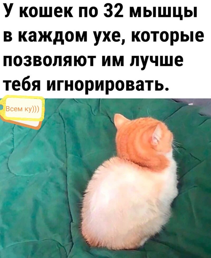 У кошек по 32 мышцы в каждом ухе которые позволяют им лучше тебя игнорировать