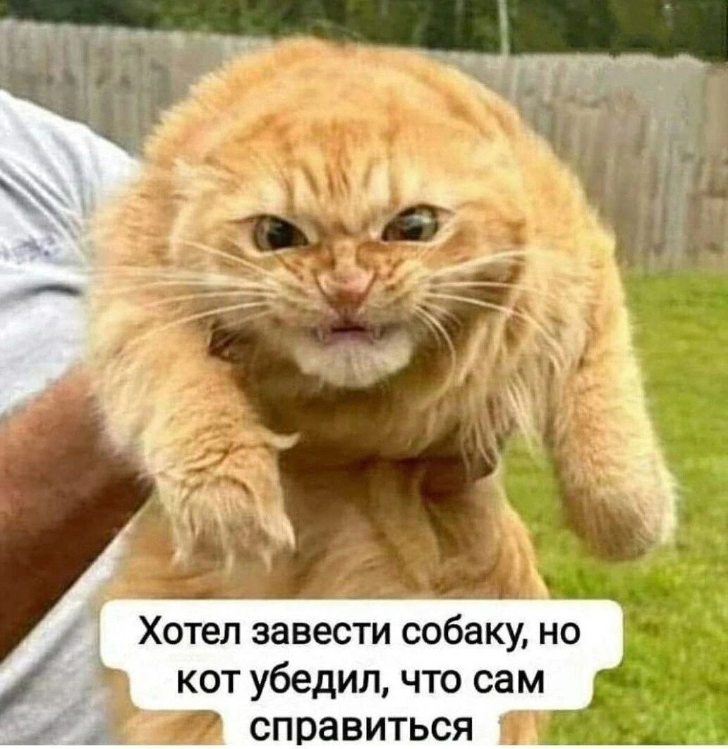 ь Хотел завести собаку но кот убедил что сам Ф 2 _ я справиться