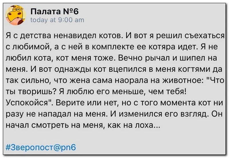 с Палата 6 я с детства ненавидел котов и вот я решил сьехаться спюбимой а с ней в комплекте ее котяра идет я не любил кота кот меня тоже Вечно рычап и шипел на меня и вот однажды кот вцепился меня когтями да так сильно что жена сама наорапа на животне Что ты творишь я люблю его меньше чем тебя Успокойся Верите или нет но с того момента кот ни разу не нападал на меня И изменился его взгляд Он начал