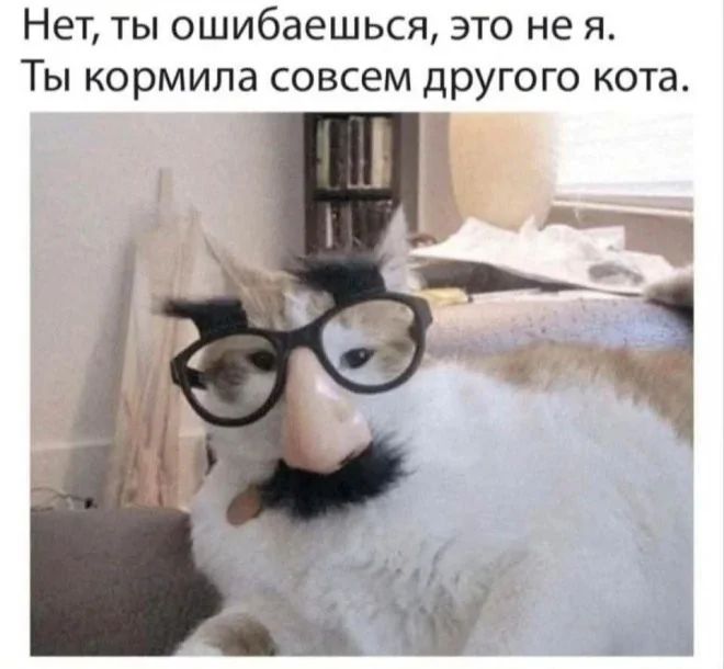 Нет ты ошибаешься это не я Ты кормила совсем другого кота