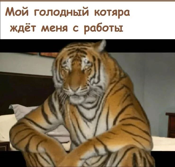 Мой голодный котяра ждёт меня с работы ш Ё ва М ч ЗАМ ч _