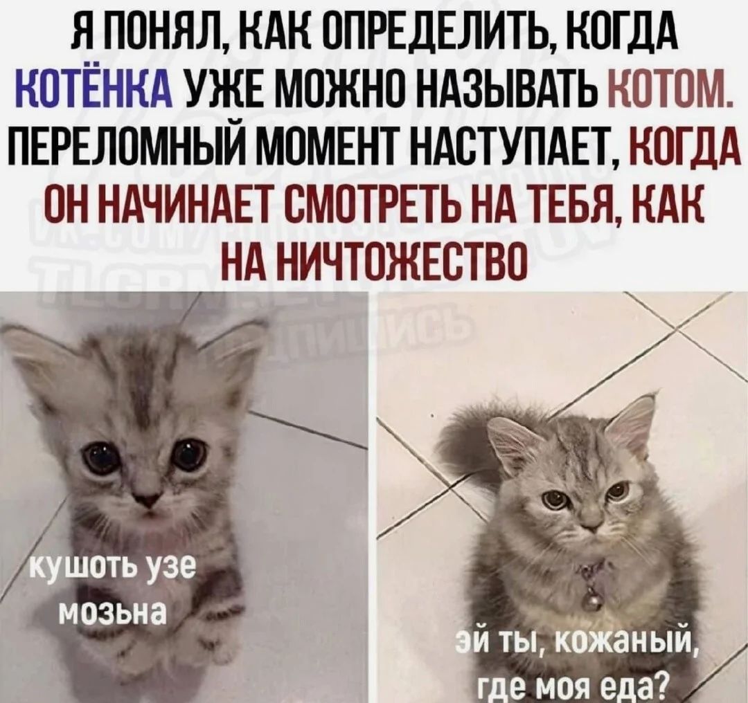 Я ПОНЯЛ КАК ОПРЕДЕЛИТЬ КОГДА КОТЕНКА УЖЕ МОЖНО НАЗЫВАТЬ КОТОМ ПЕРЕЛОМНЫЙ МОМЕНТ НАСТУПАЕТ КОГДА ОН НАЧИНАЕТ СМОТРЕТЬ НА ТЕБЯ КАК НА НИЧТОЖЕСТВО мозьна