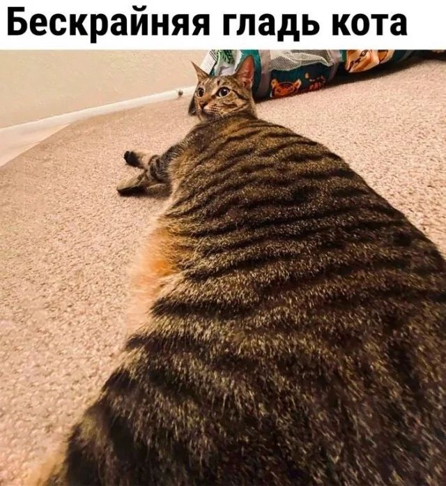 Бескрайняя гладь кота 7 ьА