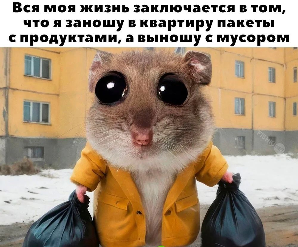Вся моя жизнь заключается в том что я заношу в квартиру пакеты с продуктами а выношу с мусором