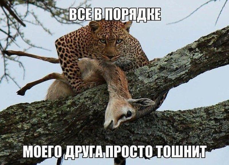 ВСЕ В ПОРЯДКЕ
МОЕГО ДРУГА ПРОСТО ТОШНИТ