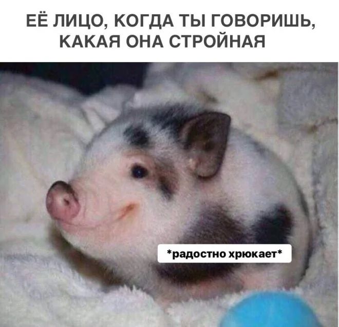 ЕЁ ЛИЦО, КОГДА ТЫ ГОВОРИШЬ, КАКАЯ ОНА СТРОЙНАЯ
*радостно хрюкает*