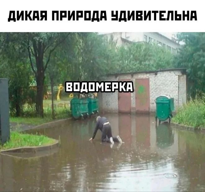 ДИКАЯ ПРИРОДА УДИВИТЕЛЬНА
ВОДОМЕРКА