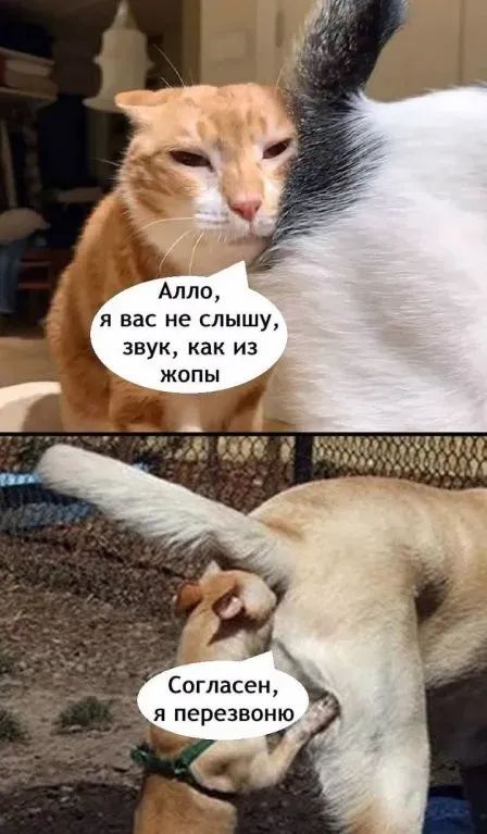 Алло, я вас не слышу, звук, как из жопы
Согласен, я перезвоню