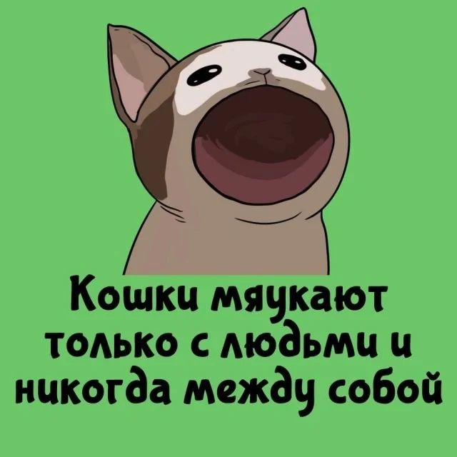 Кошки мяукают только с людьми и никогда между собой