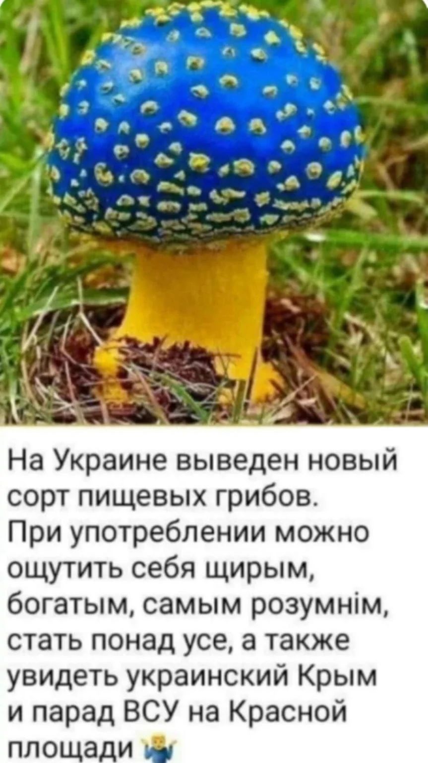 На Украине выведен новый сорт пищевых грибов. При употреблении можно ощутить себя щирым, богатым, самым розумним, стать понад усе, а также увидеть украинский Крым и парад ВСУ на Красной площади.